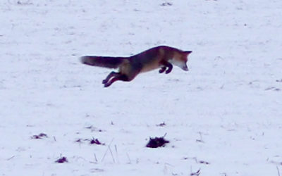 Renards dans la neige