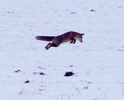 Renards dans la neige